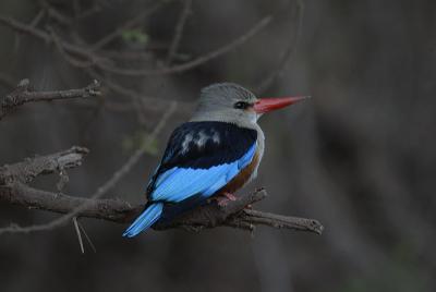 Grey-headed Kingfisher