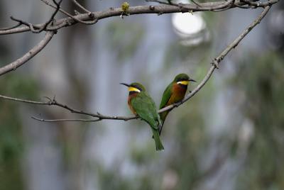 Cinnamon Bee-eaters