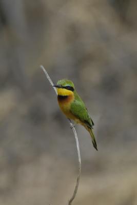 Bee-eaters