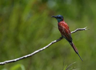 u16/deseml/medium/7733869.03Northerncarminebeeeater4755.jpg