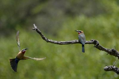 White-fronted Bee-eaters