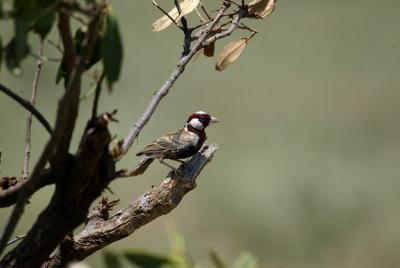 Chestnut-headed sparrow-lark