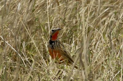 Rosy-breasted Longclaw