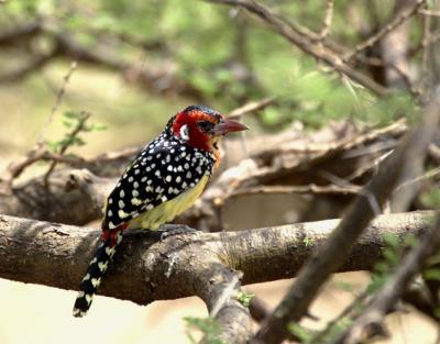 Red and Yellow Barbet