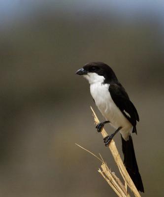 Long-tailed fiscal