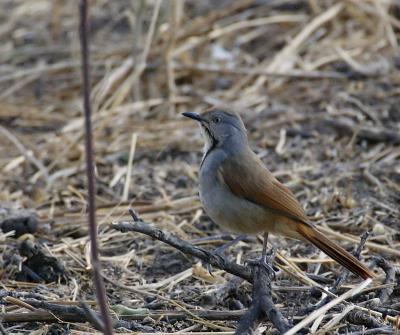 Collared palm thrush