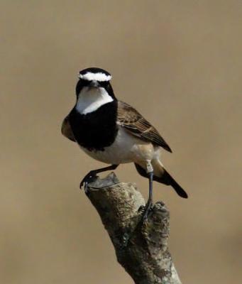 Capped wheatear