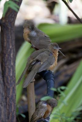 Barbets, fiscals, thrushes, etc