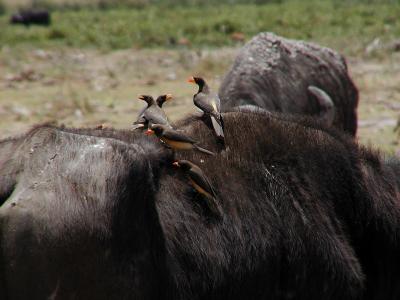 Yellow-billed oxpeckers