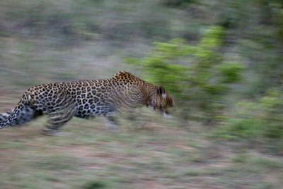 Leopard running