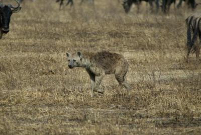 Hyena adult