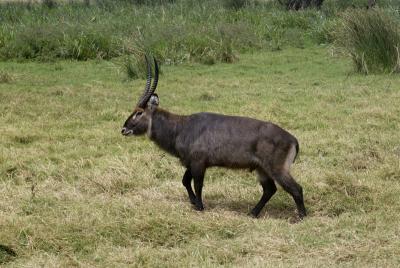 Waterbuck