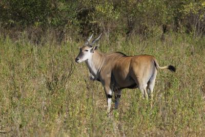 Eland