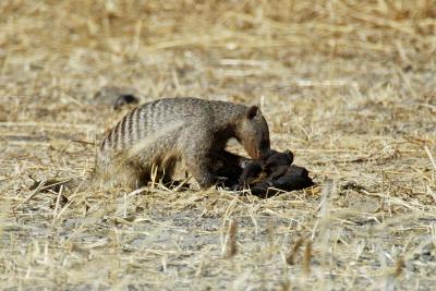 Mongoose, warthogs, and porcupine