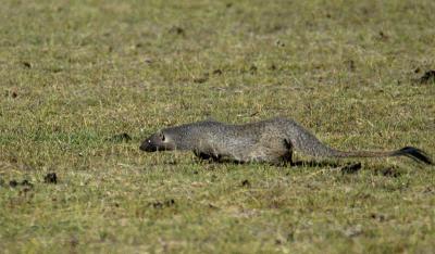 Egyptian mongoose