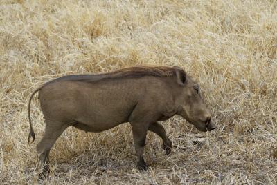 Warthog