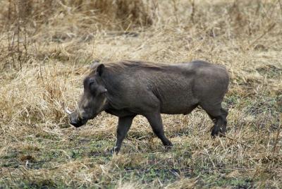 Warthog with longer tusks