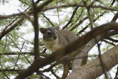 Hyrax