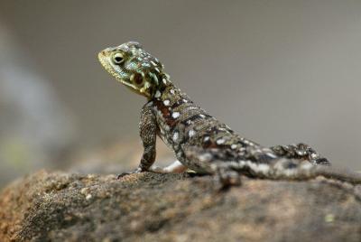 Agama lizard female