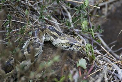 Rock Python (the hyrax it ate doesn't show)