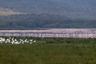 Lake Nakuru flamingos