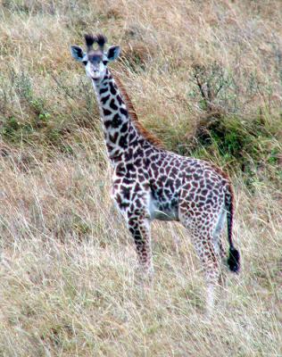 Baby giraffe