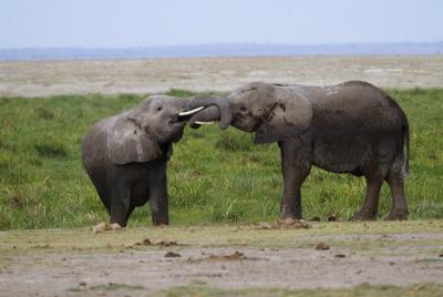 Elephant bros at the waterhole