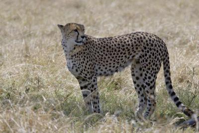 Cheetah mom looking for food