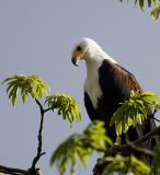 Fish eagle