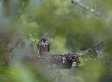 Immature Peregrine Falcon