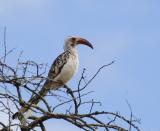 Red-billed Hornbill