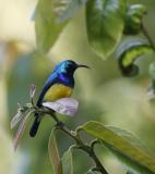 Variable Sunbird