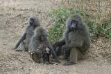 Olive baboon family