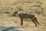 Common Jackal (5375).jpg