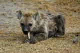 Hyena cub chewing on a bone