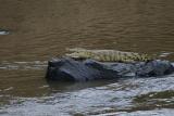 Nile crocodile