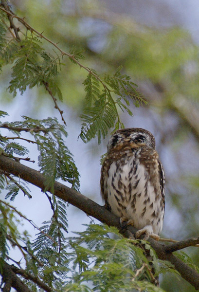 Pearl-spotted Owlet showing rear eyespots