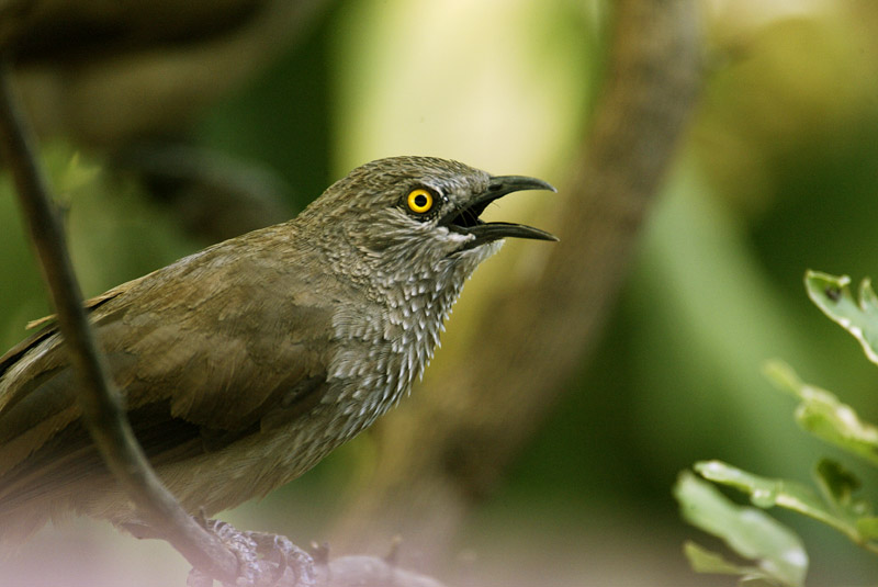 Arrow-marked Babbler