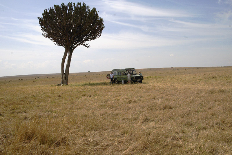 Mel finds the only shade in this area of the Masai Mara under a candelabra tree