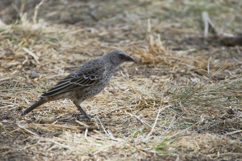 Donaldson-Smiths sparrow weaver