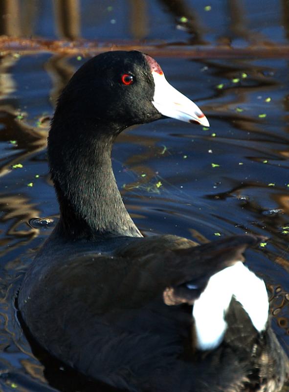 American Coot.jpg