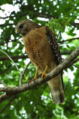 Red-shouldered Hawk.jpg