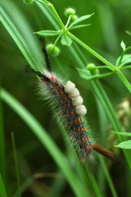 u16/desertbum/medium/42197411.TussockMothcaterpillar.jpg