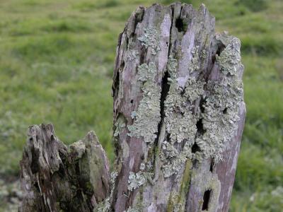Weathered Post