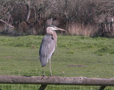 Winter Resident - Heron