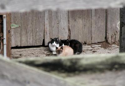 Barn Security