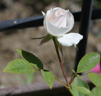 single_white_rose.jpg
