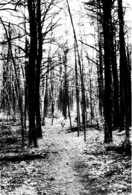 desolate