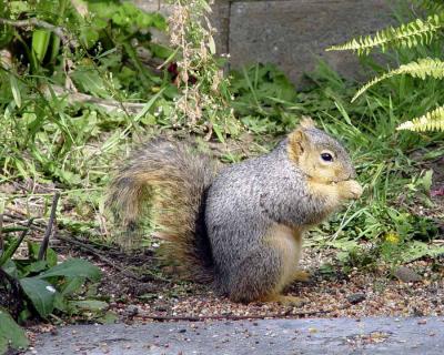Our well fed squirrel