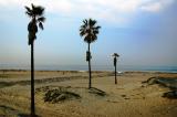 3 Palms